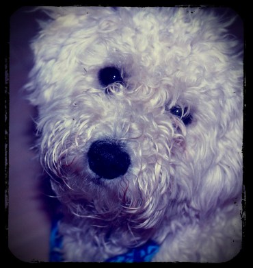 Sanslöst Het liten Hund