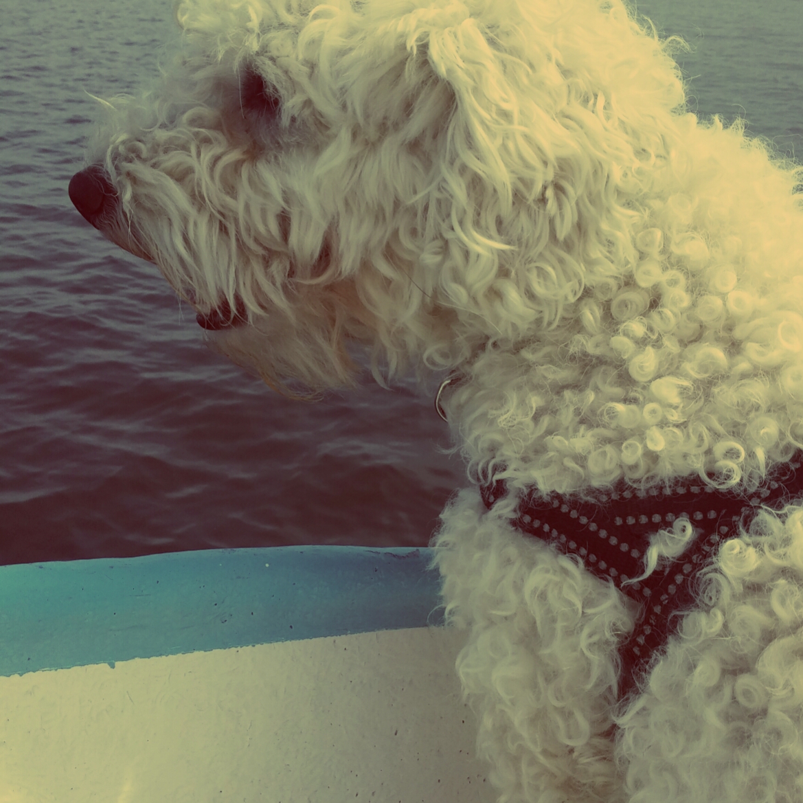 20160710_130752_HDR_Aladin