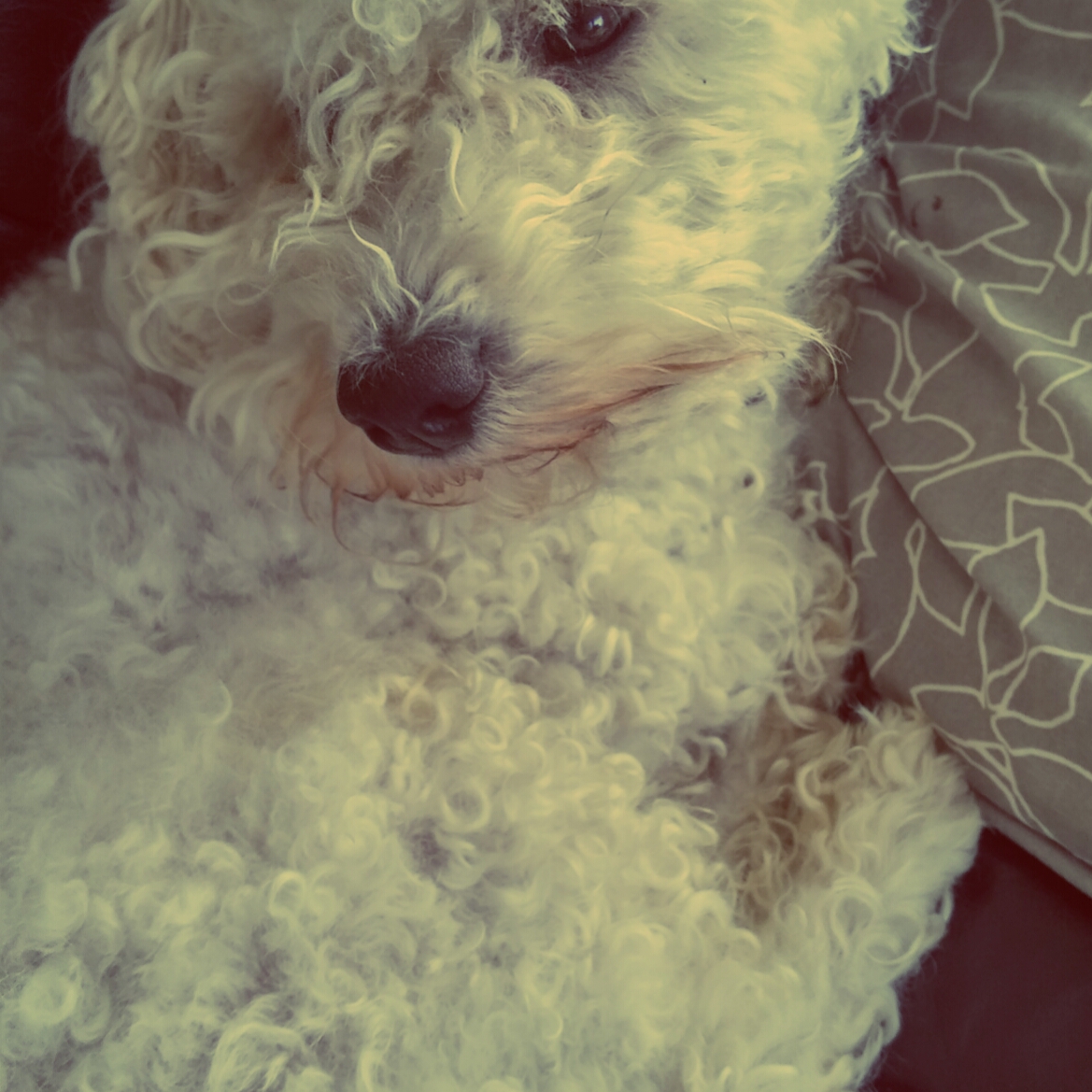 20160812_101000_HDR_Aladin