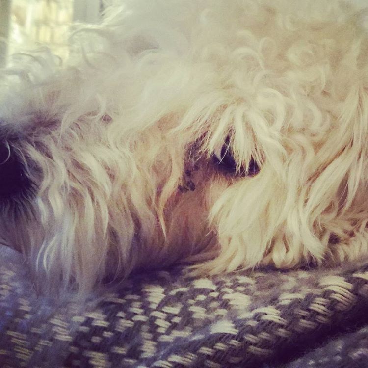 15259079_1252971428074331_642914182819217408_n