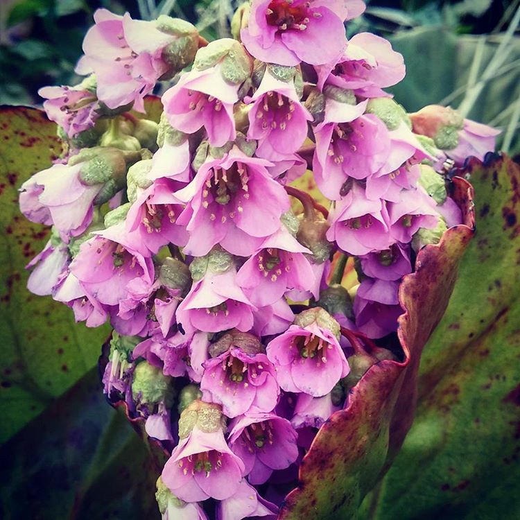 bergenia