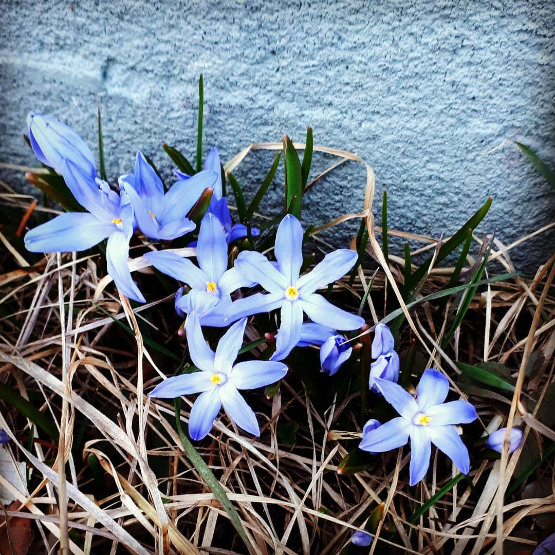 SolvÃ¤rmen gjorde sitt idag #scilla